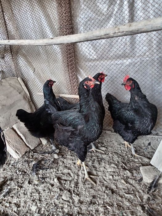 Кора шахзода тоза зотли товуклар тухумига заказ оламиз