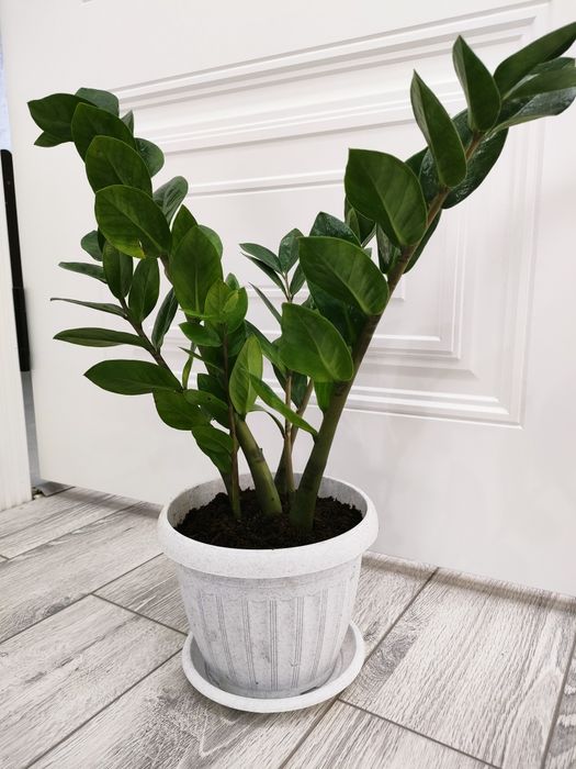 Комнатные цветы, доставка