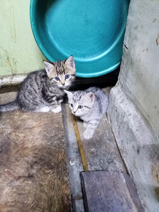 Отдам в хорошие руки