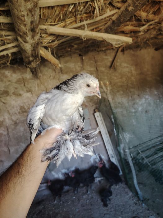 Brama jujalari tivuq bilan sotiladi 11 ta brama 8 ta kora shaxzoda