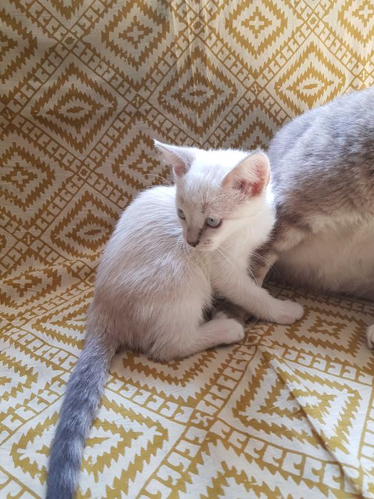 Отдам котёнока в добрые руки