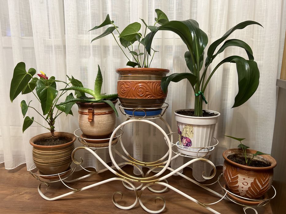 Комнатные цветы