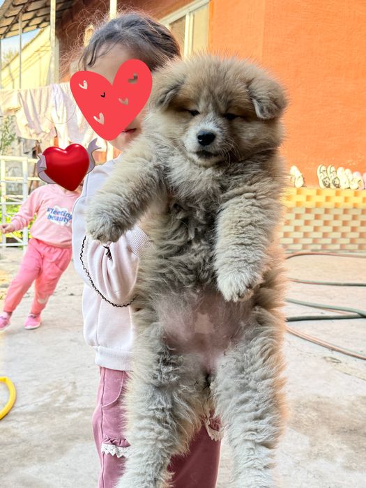 Продаются щенки породы Акита-ину , ХАТИКО