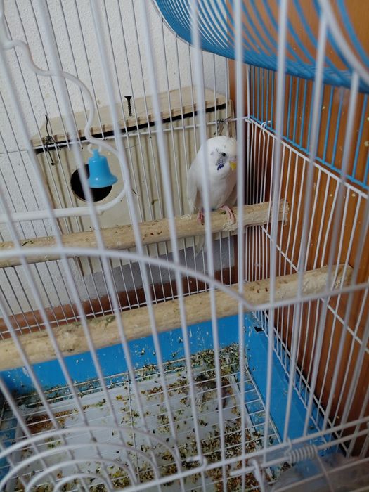 Peruș   cu   colivie