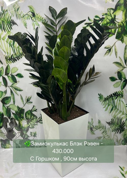 Эпипремнум Марбл, Эпипремнум Нжой, Замиокулькас и другие растения