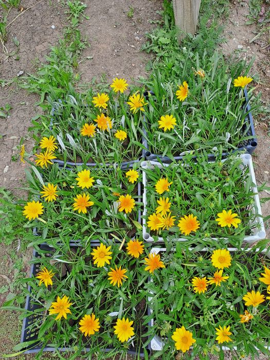 Цветы газании, бархатцы