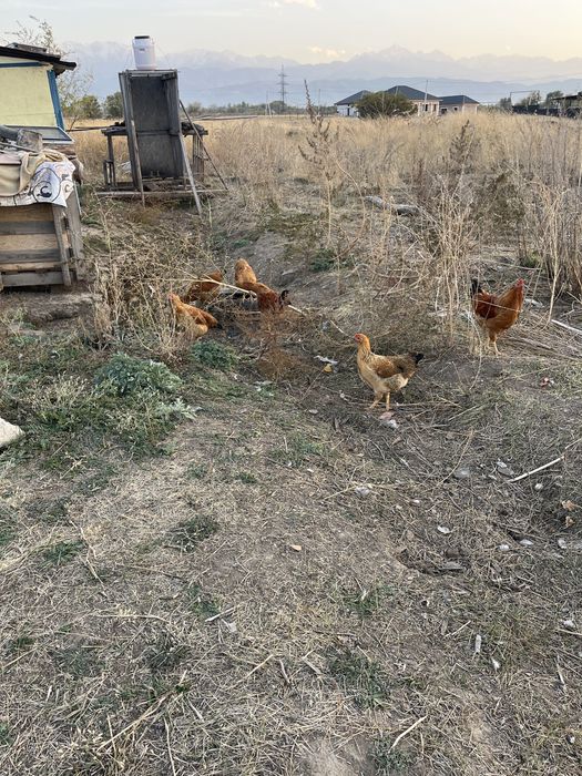 Кучинские юбилей