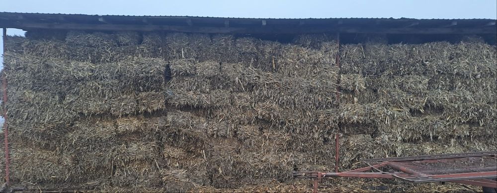 Vând baloți lucernă și coceni