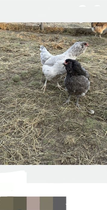 Vand oua pentru incubat din rasa ameraucana