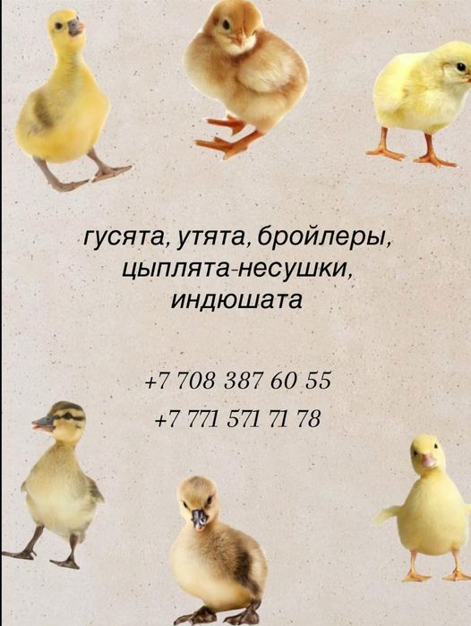 Утята, продам утят
