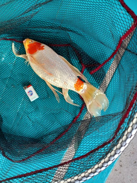 Карпы коя большие 50 см