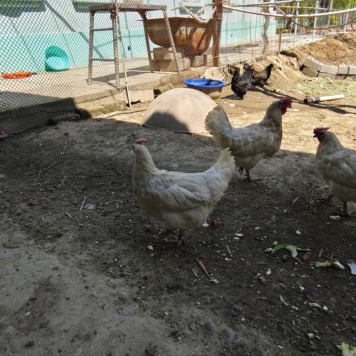 oq tovula sotiladi soglom