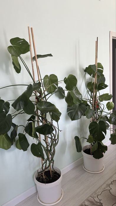 Цветы, Монстера -  комнатное растение.