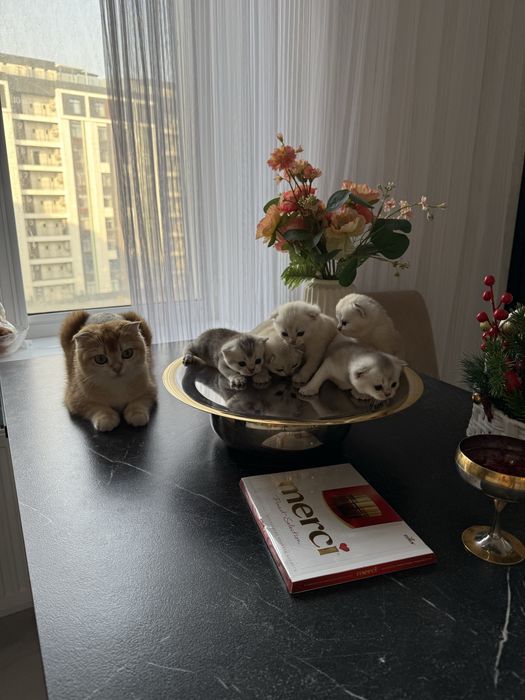 Продам котят Шиншиллы.