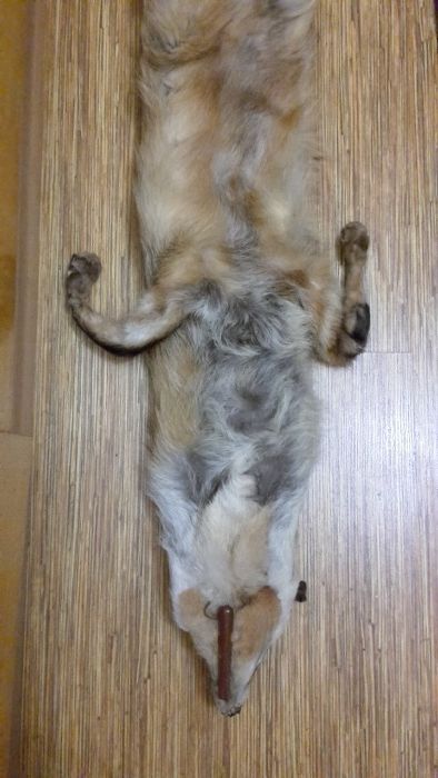 Яка от лисица