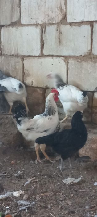 Тауықтар сатылады