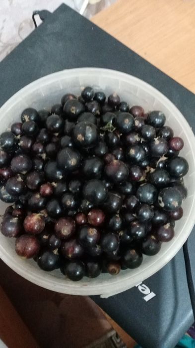 Продам Саженцы местные