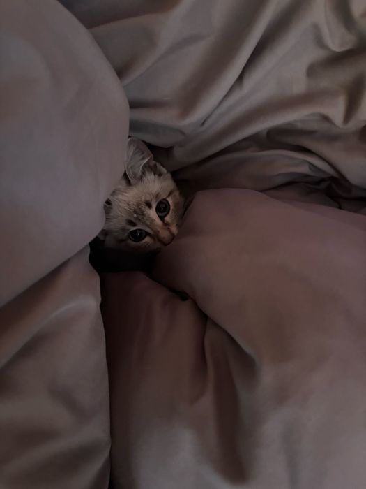 Котенок 2.5 месяца