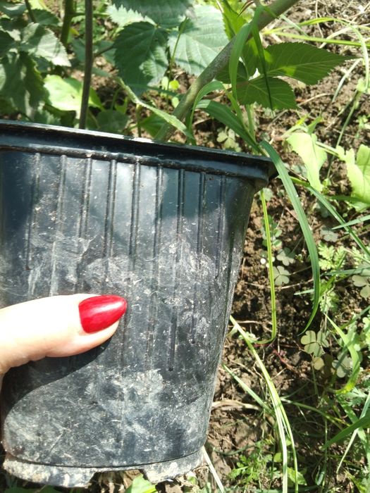 Саженцы Ежевики Тройная Корона.Астерина