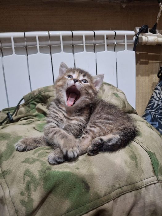 котёнок девочка 2,5 месяца