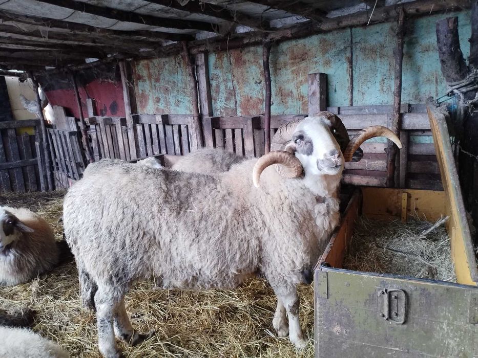 Продавам овен, три годишен