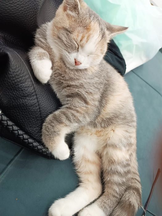 Отдам в добрые руки