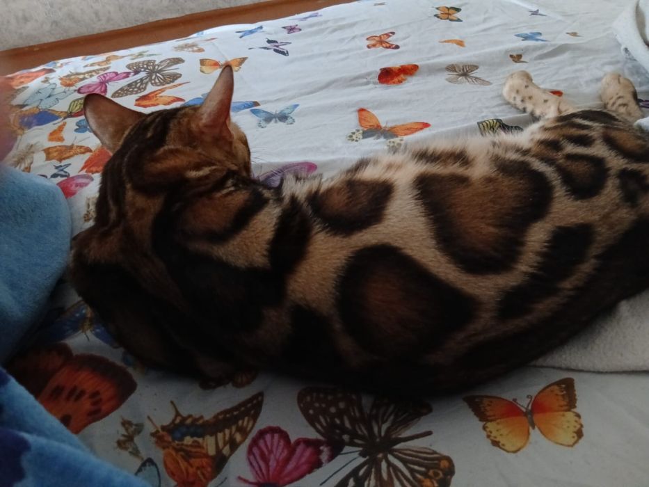 Продам бенгальского кота