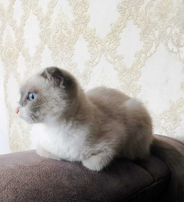 Отдам котенка мальчик