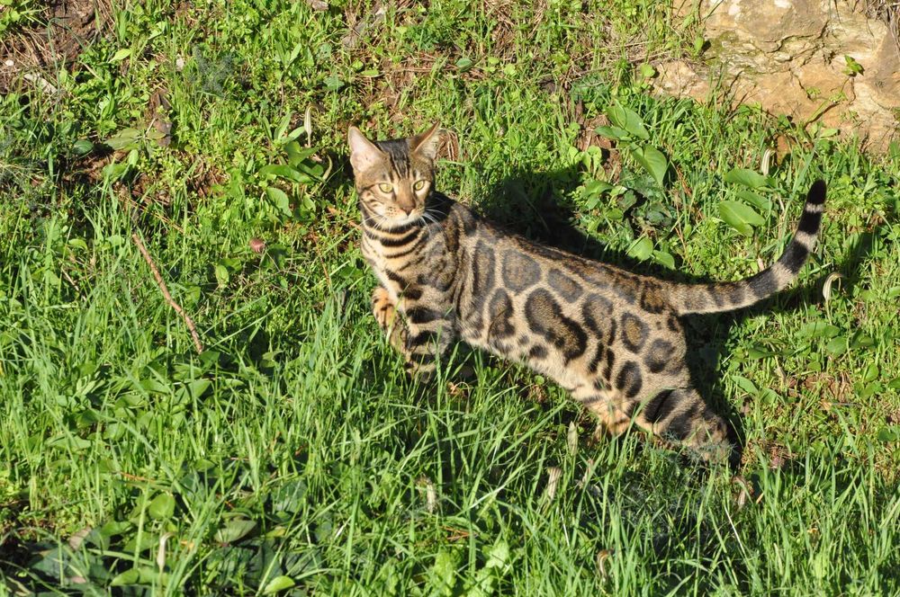 Бенгалски котарак