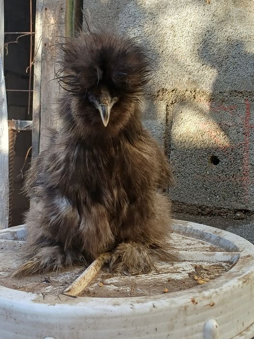 Шелкоаые куры продам