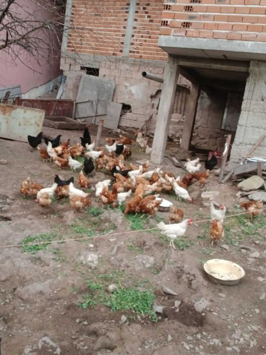 Продавам ярки кокошки и петли