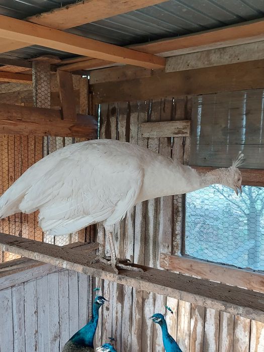 Vând Păuni Masculi