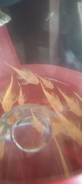 Сомики анциструсы