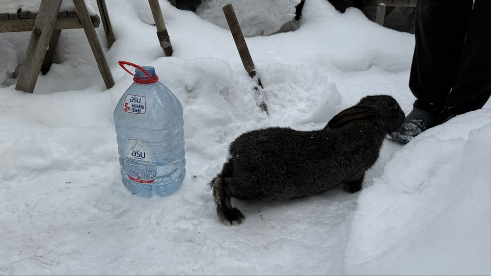 кролы 9-10месяцев