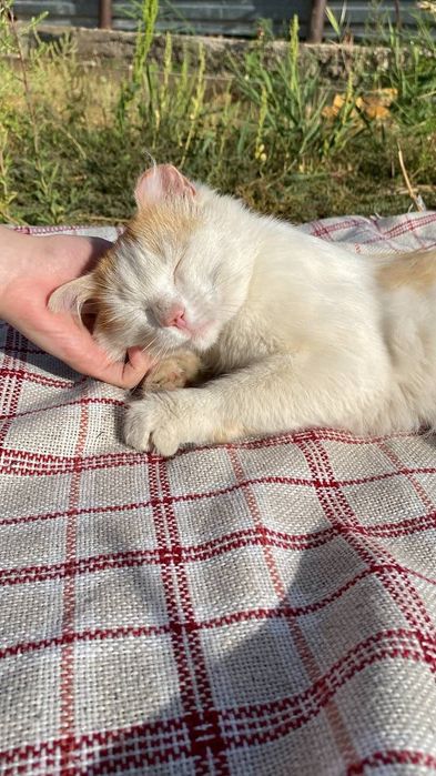 Рыжий чудо котик