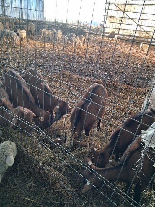 Vând 6 iede alpina franceza