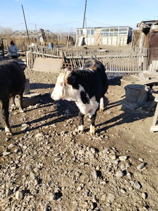 Продам бычков подсосных