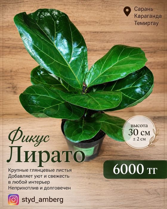 Фикус разный 3...