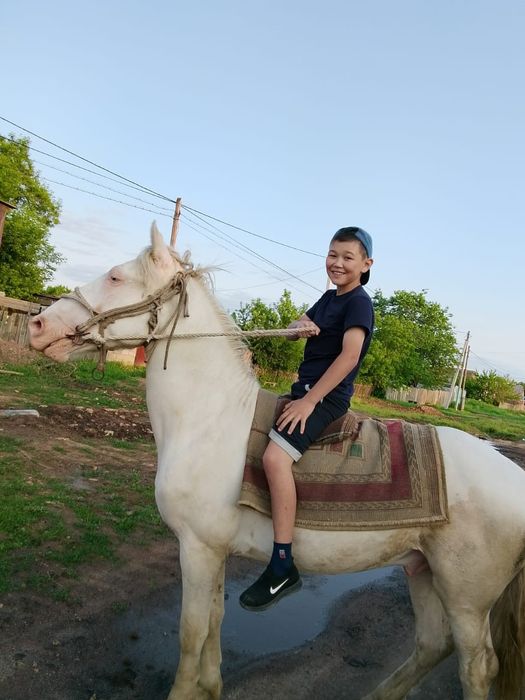 Жеребец обученный