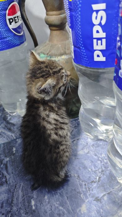 Котёнки в хорошие руки