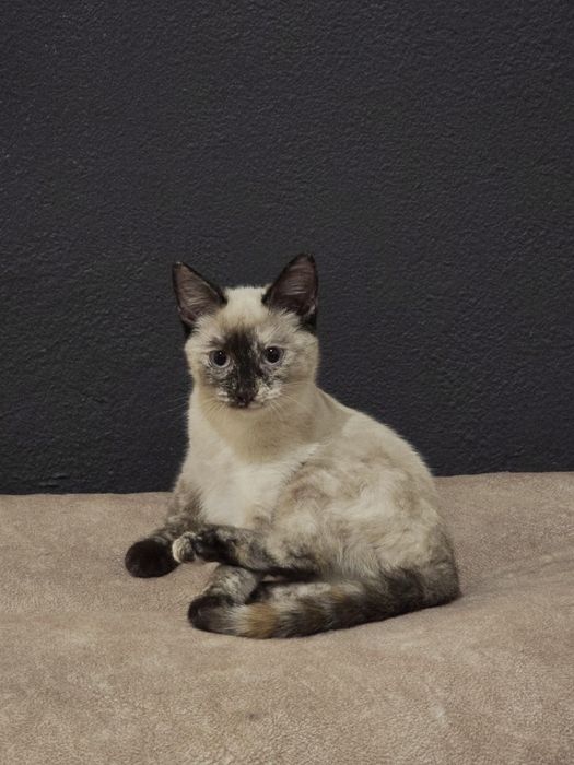 Маленькая, нежная и невероятно добрая кошечка.