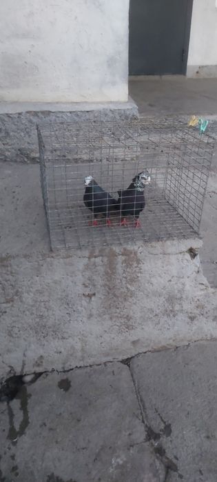 Рябагаловые пара лиси чубати