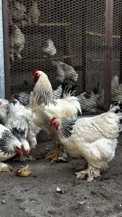 Брама - яйца для инкубации