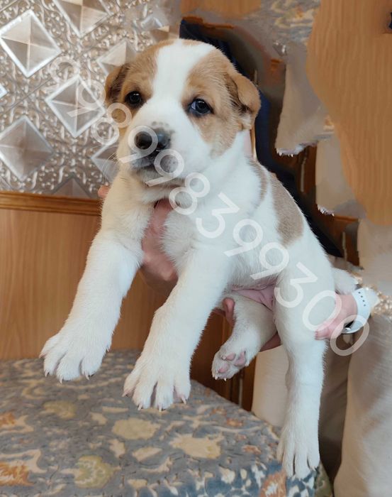 Продам щенков Алабая (1 месяц)