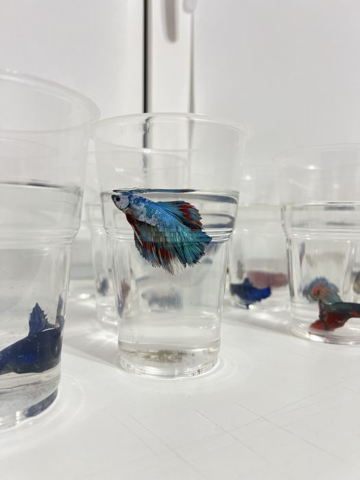 Петушок. Хит среди аквариумных рыб