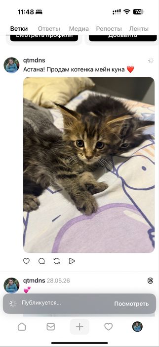 Котенок мейн куна
