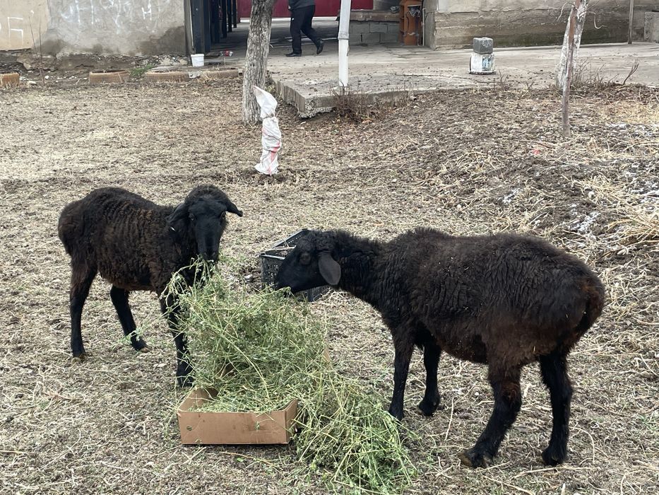 2 саулык 160 калада тур