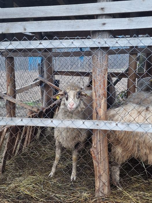 Se vând 4 oi țurcane