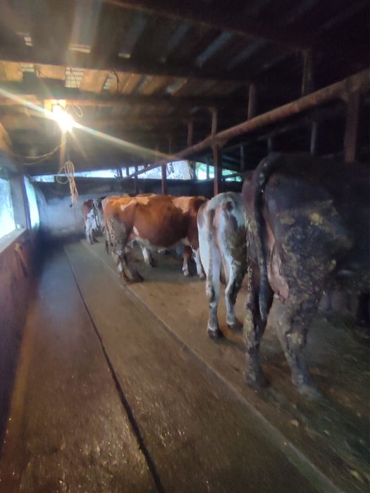 Vand vaci gestante si cu lapte