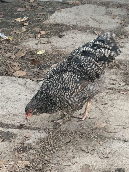 Продам курей и петушков